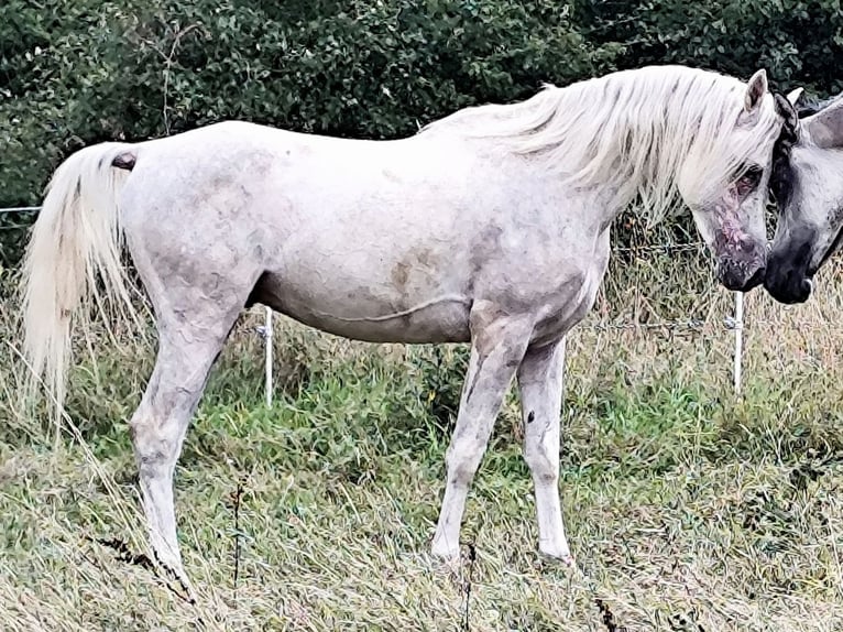 Koń czystej krwi arabskiej (Asil) Ogier 4 lat 155 cm Siwa in Gersheim
