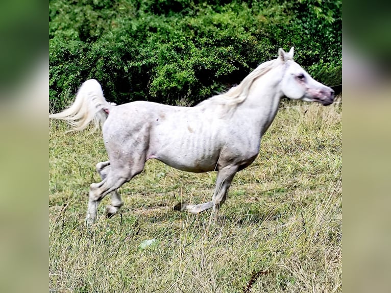 Koń czystej krwi arabskiej (Asil) Ogier 4 lat 155 cm Siwa in Gersheim
