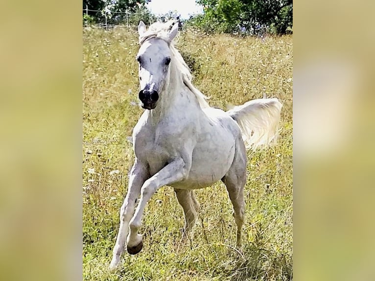 Koń czystej krwi arabskiej (Asil) Ogier 4 lat 155 cm Siwa in Gersheim