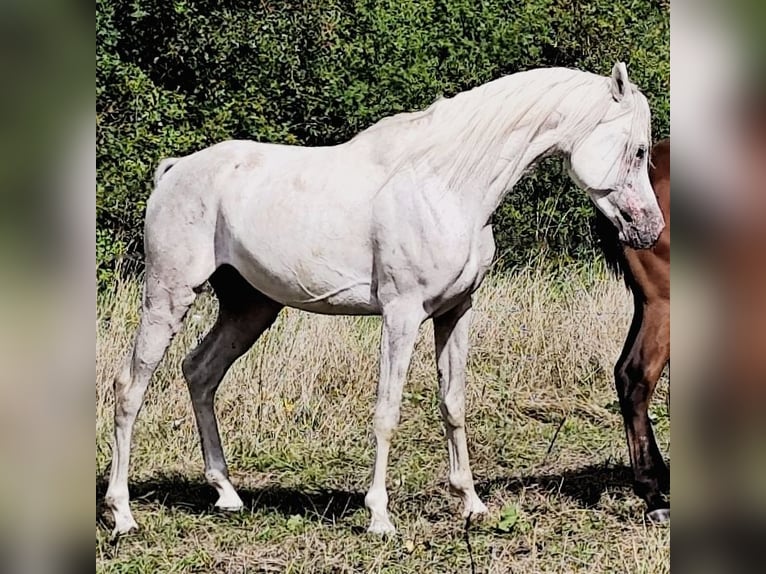 Koń czystej krwi arabskiej (Asil) Ogier 4 lat 155 cm Siwa in Gersheim