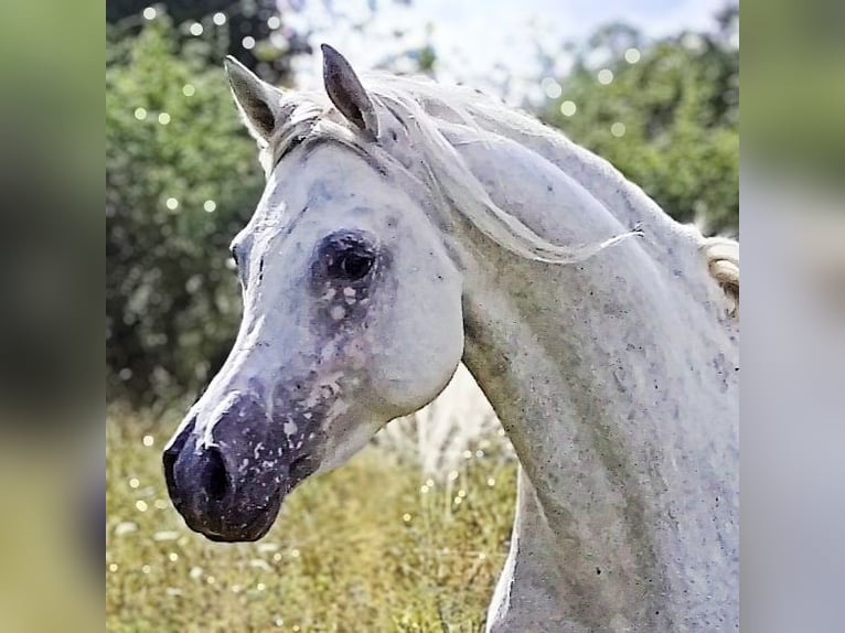 Koń czystej krwi arabskiej (Asil) Ogier 4 lat 155 cm Siwa in Gersheim