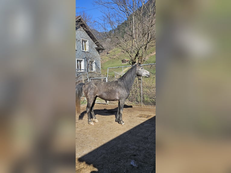 Koń czystej krwi arabskiej (Asil) Ogier 5 lat 148 cm Może być siwy in Matt