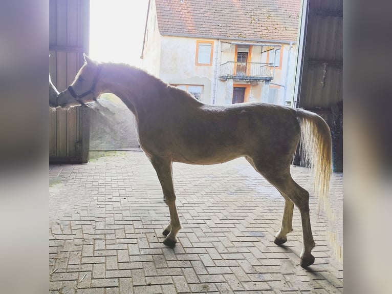 Koń czystej krwi arabskiej (Asil) Ogier 5 lat 155 cm Siwa in Gersheim