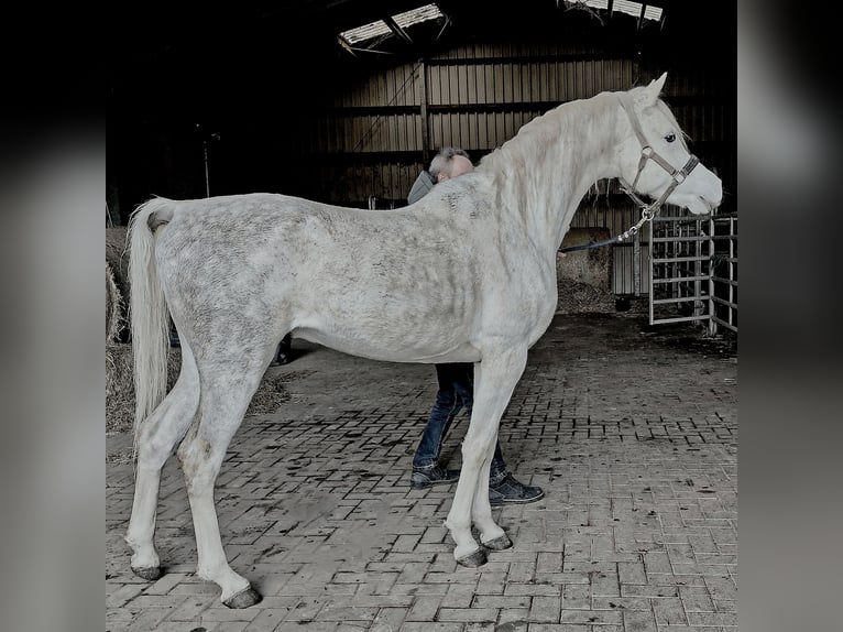 Koń czystej krwi arabskiej (Asil) Ogier 5 lat 155 cm Siwa in Gersheim