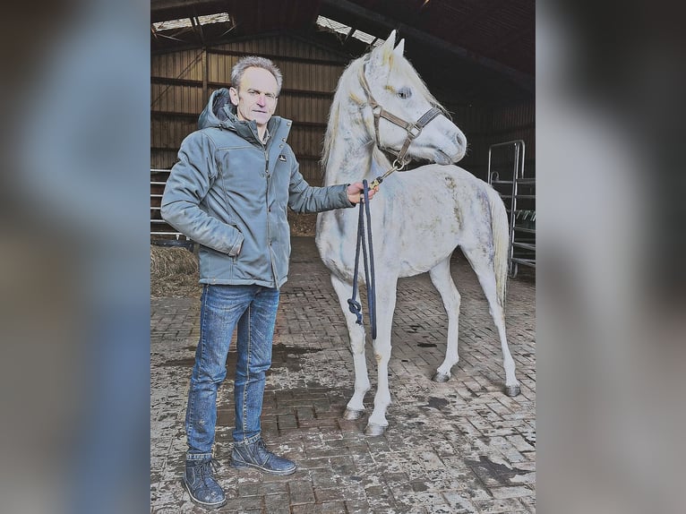 Koń czystej krwi arabskiej (Asil) Ogier 5 lat 155 cm Siwa in Gersheim