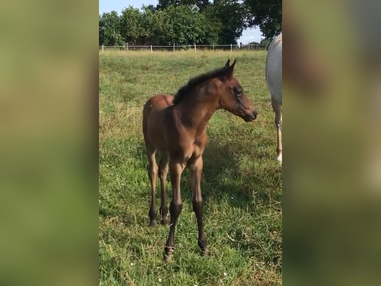 Koń czystej krwi arabskiej (Asil) Ogier  Gniada in VERNON