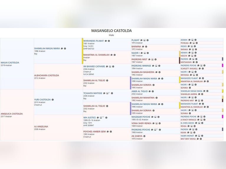 Koń czystej krwi arabskiej (Asil) Ogier Źrebak (01/2025) Kasztanowata in Treviglio