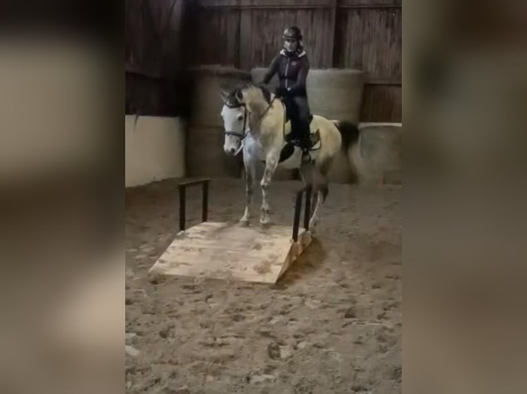 Koń czystej krwi arabskiej (Asil) Wałach 10 lat 155 cm Siwa in Gersheim