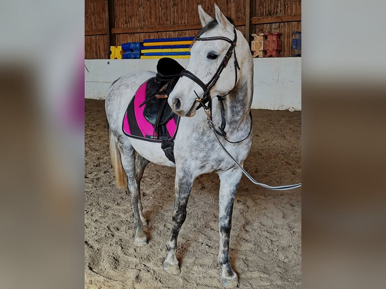 Koń czystej krwi arabskiej (Asil) Wałach 10 lat 155 cm Siwa in Gersheim