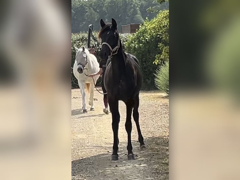 Koń czystej krwi arabskiej (Asil) Wałach 2 lat 147 cm Kara in VERNON