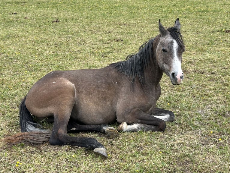 Koń czystej krwi arabskiej (Asil) Wałach 3 lat 150 cm Może być siwy in Nattheim