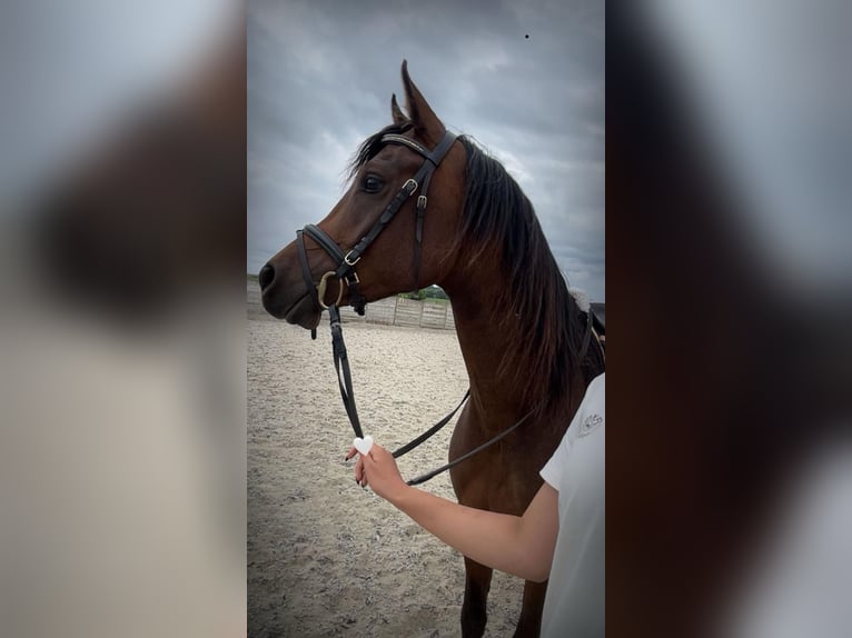 Koń czystej krwi arabskiej (Asil) Wałach 4 lat 150 cm Gniada in Spaarndam