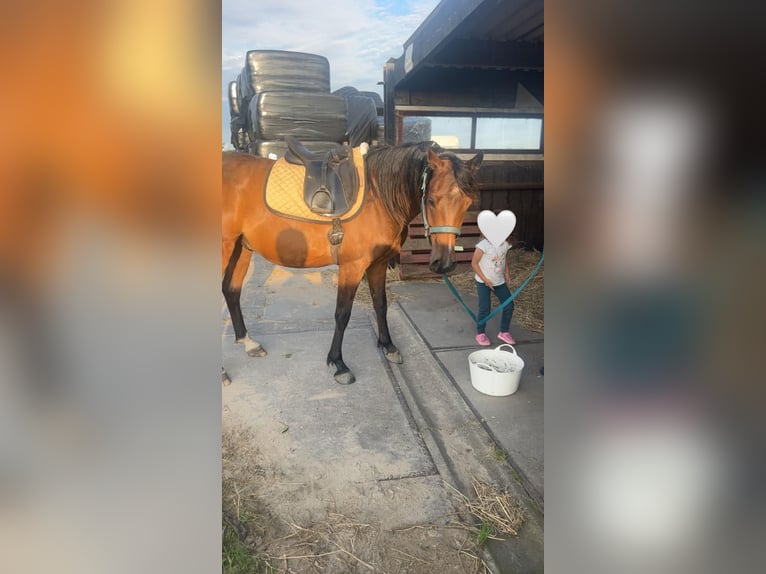 Koń czystej krwi arabskiej (Asil) Wałach 4 lat 150 cm Gniada in Spaarndam