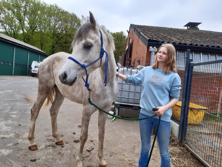 Koń czystej krwi arabskiej (Asil) Wałach 5 lat 165 cm Siwa in Veerle-Laakdal