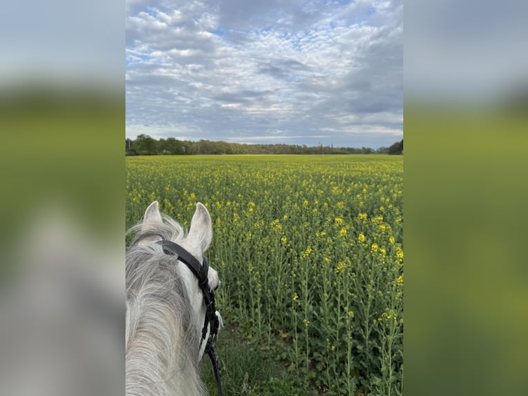 Koń czystej krwi arabskiej (Asil) Wałach 7 lat 164 cm Siwa in Śmigiel