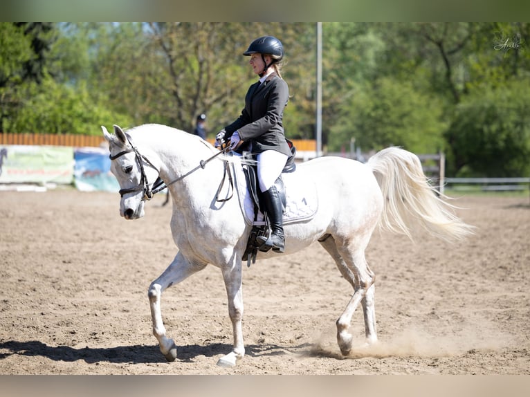Koń czystej krwi arabskiej (Asil) Wałach 7 lat 164 cm Siwa in Śmigiel