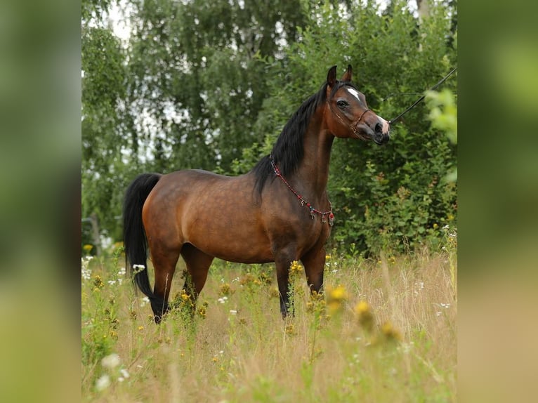 Koń czystej krwi arabskiej Klacz 10 lat 150 cm Ciemnogniada in Lodz