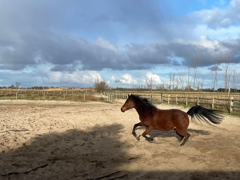Koń czystej krwi arabskiej Klacz 10 lat 150 cm Gniada in Zuid-Scharwoude