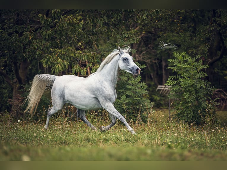 Koń czystej krwi arabskiej Klacz 10 lat 154 cm Siwa in Riedlingsdorf