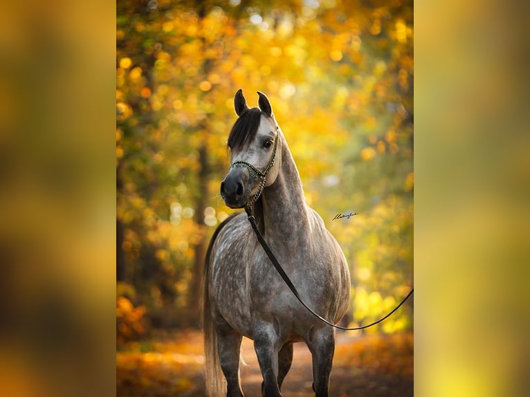 Koń czystej krwi arabskiej Klacz 10 lat 156 cm Siwa in Stryków