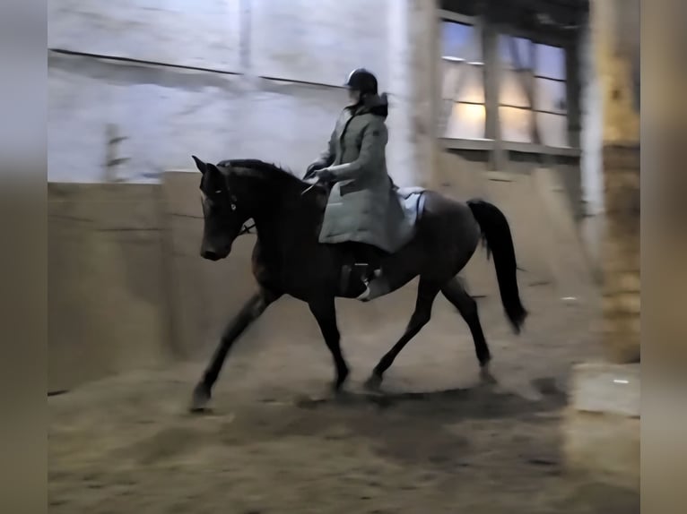 Koń czystej krwi arabskiej Mix Klacz 10 lat 165 cm Gniada in Dorna