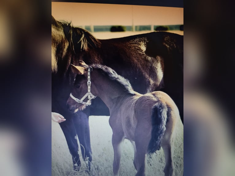 Koń czystej krwi arabskiej Mix Klacz 10 lat 165 cm Gniada in Dorna