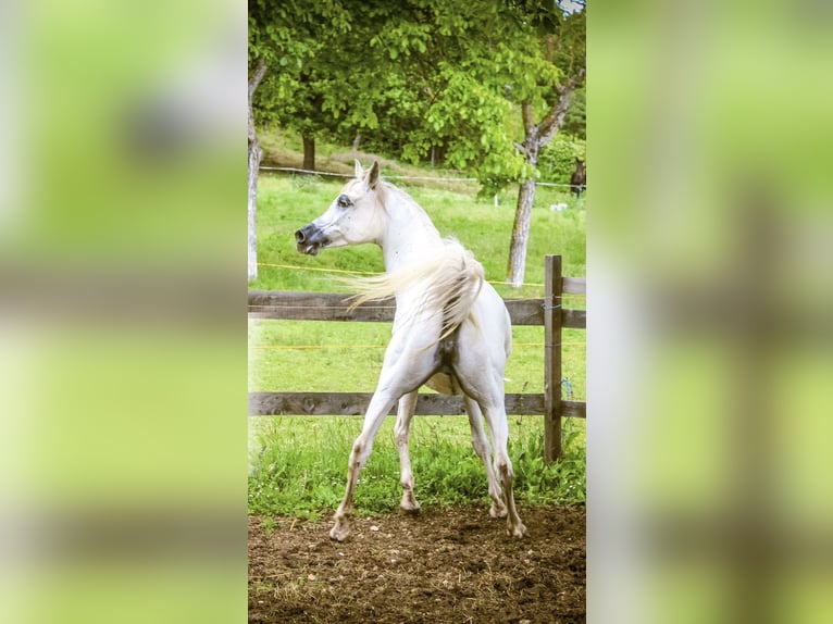 Koń czystej krwi arabskiej Klacz 10 lat Biała in Spoleto