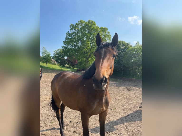 Koń czystej krwi arabskiej Klacz 10 lat Gniada in Neudorf