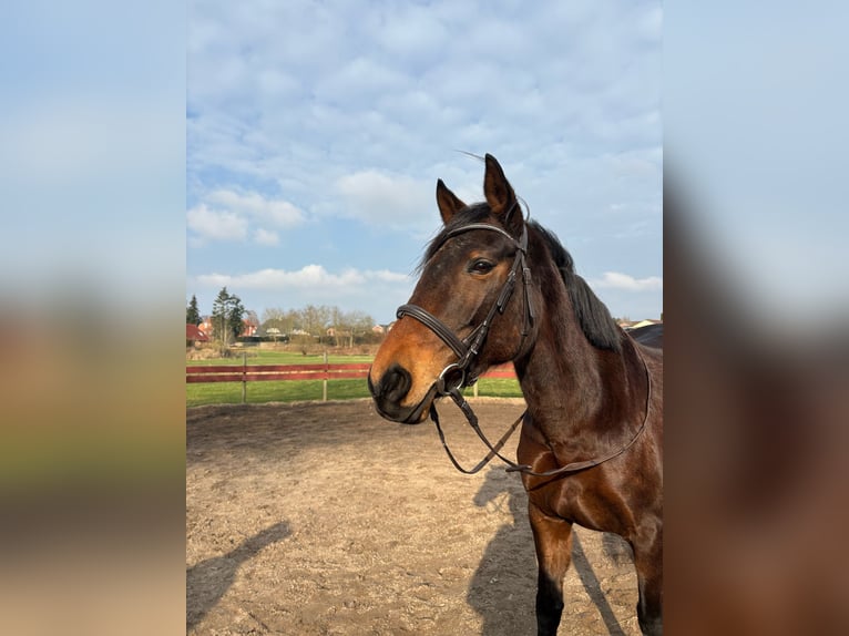 Koń czystej krwi arabskiej Klacz 10 lat Gniada in Neudorf