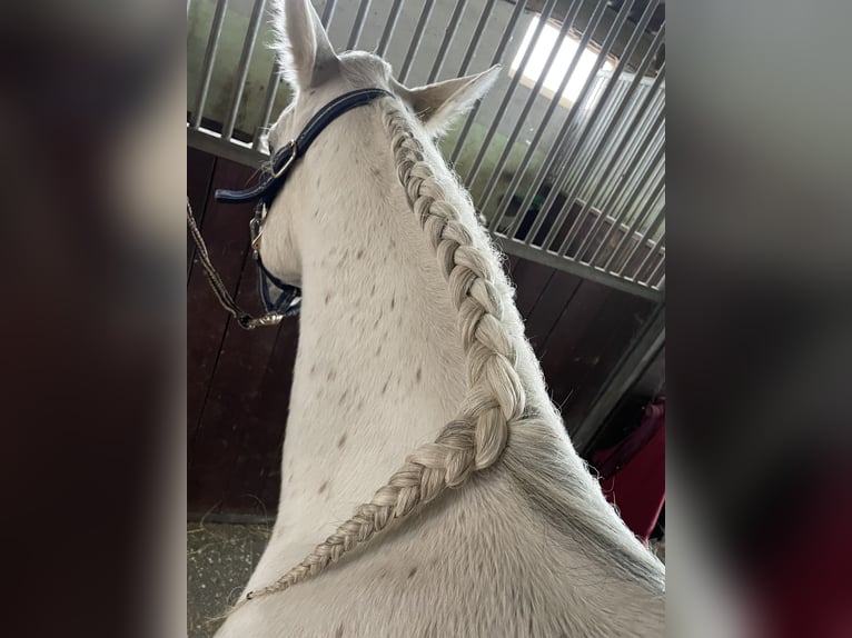 Koń czystej krwi arabskiej Klacz 11 lat 140 cm Siwa in Scheibenhardt