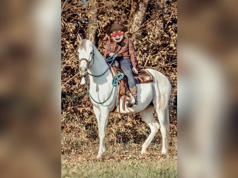 Koń czystej krwi arabskiej Klacz 11 lat 148 cm Siwa in Kempten