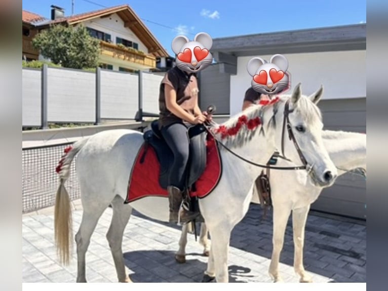 Koń czystej krwi arabskiej Klacz 11 lat 148 cm Siwa in Kempten