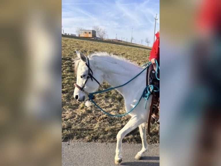 Koń czystej krwi arabskiej Klacz 11 lat 148 cm Siwa in Kempten