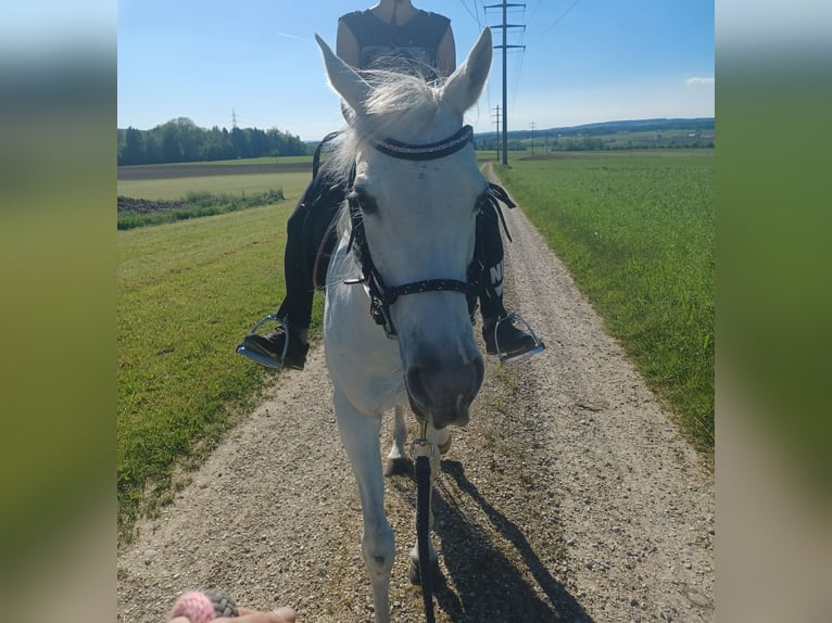 Koń czystej krwi arabskiej Klacz 11 lat 148 cm Siwa w hreczce in Siegershausen