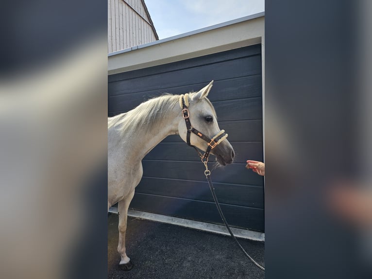 Koń czystej krwi arabskiej Klacz 11 lat 148 cm Siwa w hreczce in Siegershausen