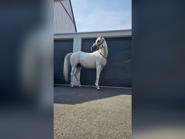 Koń czystej krwi arabskiej Klacz 11 lat 148 cm Siwa w hreczce in Siegershausen