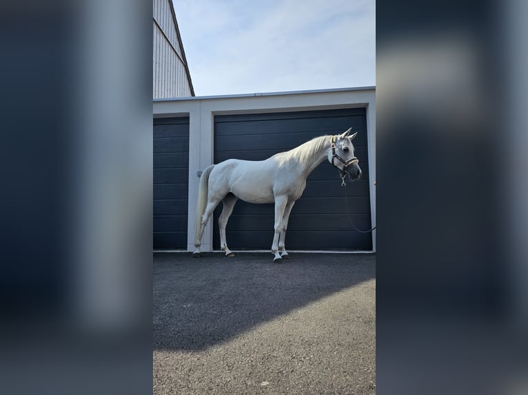 Koń czystej krwi arabskiej Klacz 11 lat 148 cm Siwa w hreczce in Siegershausen