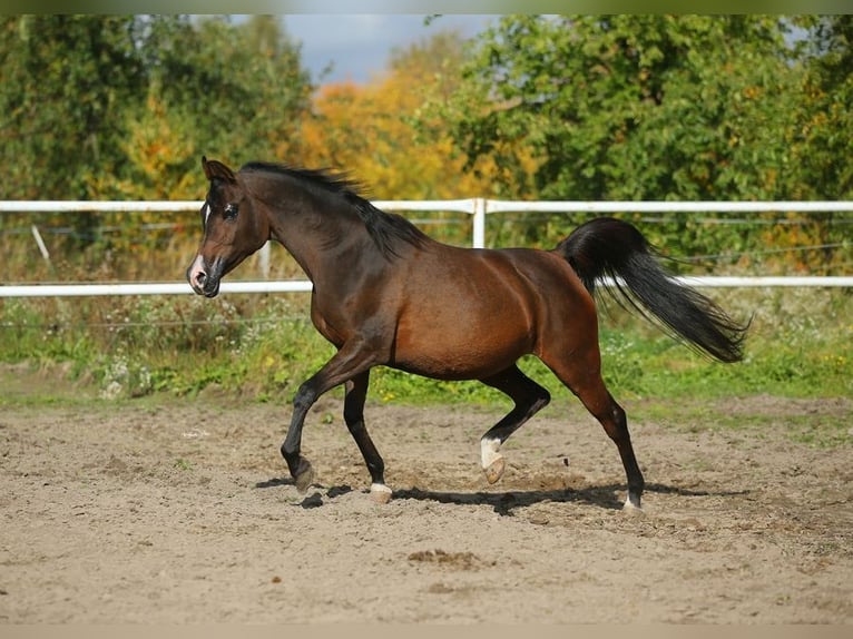 Koń czystej krwi arabskiej Klacz 11 lat 150 cm Ciemnogniada in Lodz