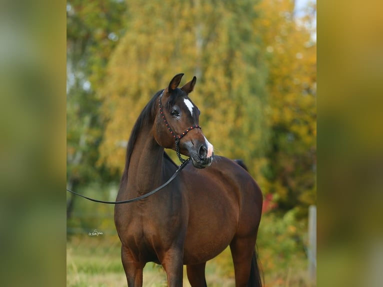 Koń czystej krwi arabskiej Klacz 11 lat 150 cm Ciemnogniada in Lodz