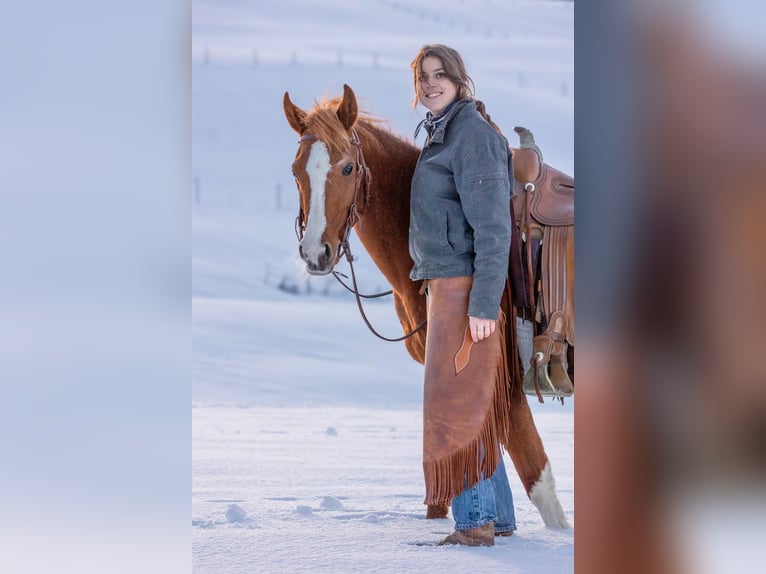 Koń czystej krwi arabskiej Klacz 11 lat 152 cm Kasztanowata in Oberstaufen