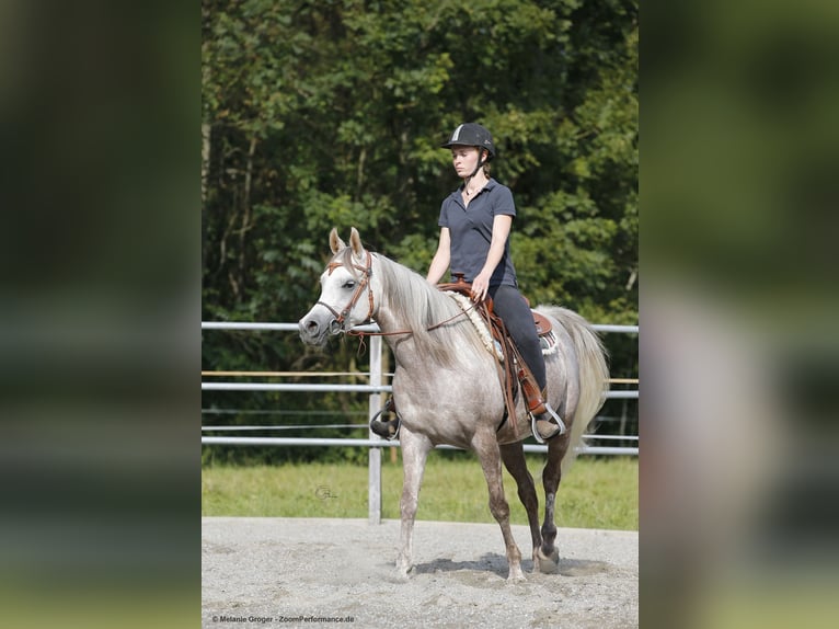 Koń czystej krwi arabskiej Klacz 11 lat 152 cm Siwa in Amtzell