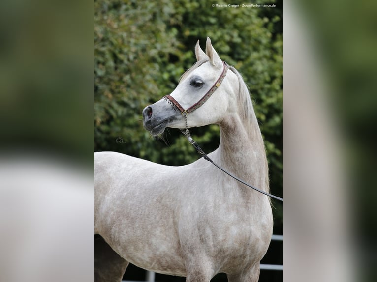 Koń czystej krwi arabskiej Klacz 11 lat 152 cm Siwa in Amtzell
