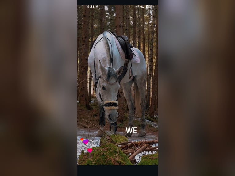 Koń czystej krwi arabskiej Klacz 11 lat 153 cm Kasztanowatodereszowata in Saalfelden