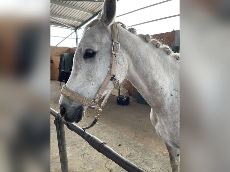 Koń czystej krwi arabskiej Klacz 11 lat 157 cm Siwa in Burgwedel