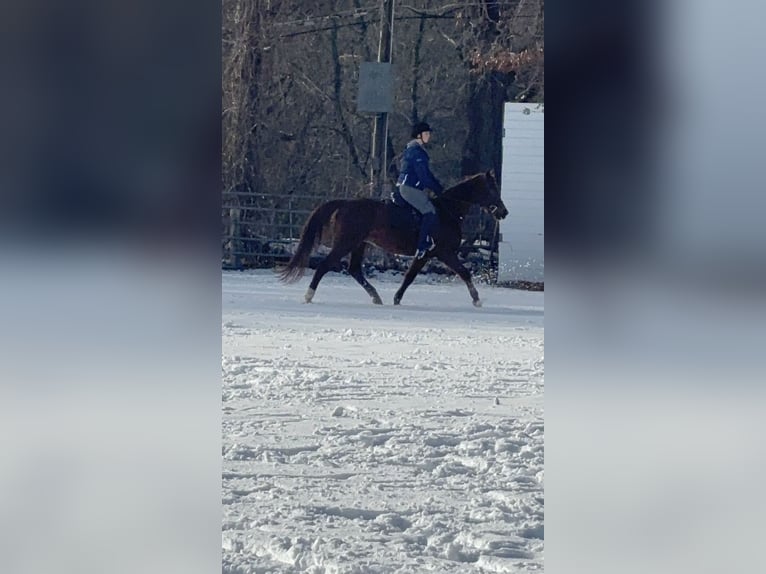 Koń czystej krwi arabskiej Mix Klacz 11 lat 163 cm Ciemnokasztanowata in Cherry Valley