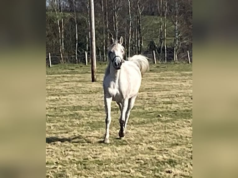 Koń czystej krwi arabskiej Klacz 11 lat Siwa w hreczce in Carlow