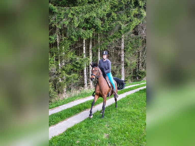 Koń czystej krwi arabskiej Klacz 12 lat 146 cm Gniada in Höhnhart
