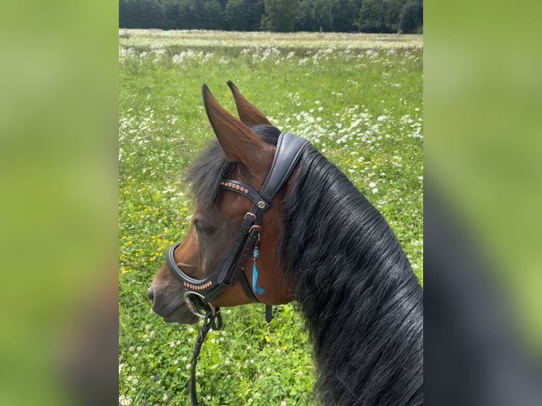 Koń czystej krwi arabskiej Klacz 12 lat 146 cm Gniada in Höhnhart
