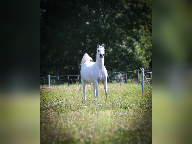 Koń czystej krwi arabskiej Klacz 12 lat 152 cm Siwa in Weiden in der Oberpfalz