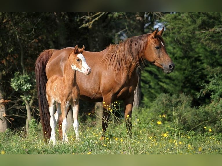 Koń czystej krwi arabskiej Klacz 12 lat 153 cm Ciemnokasztanowata in GOVEN